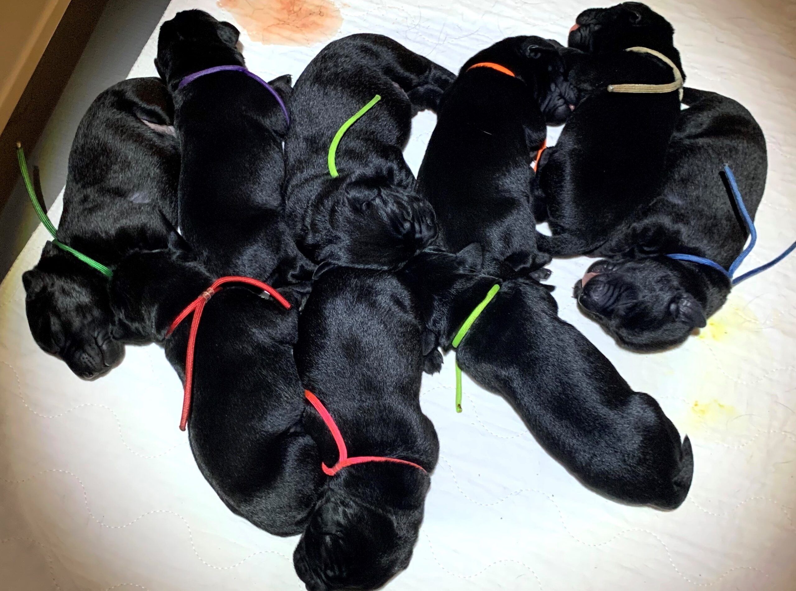 Eclipse Litter 6 Days old