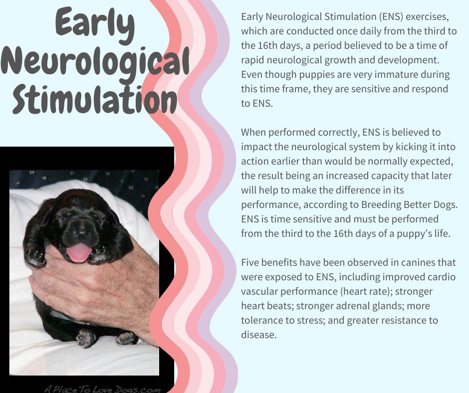Early Neurological Stimulation