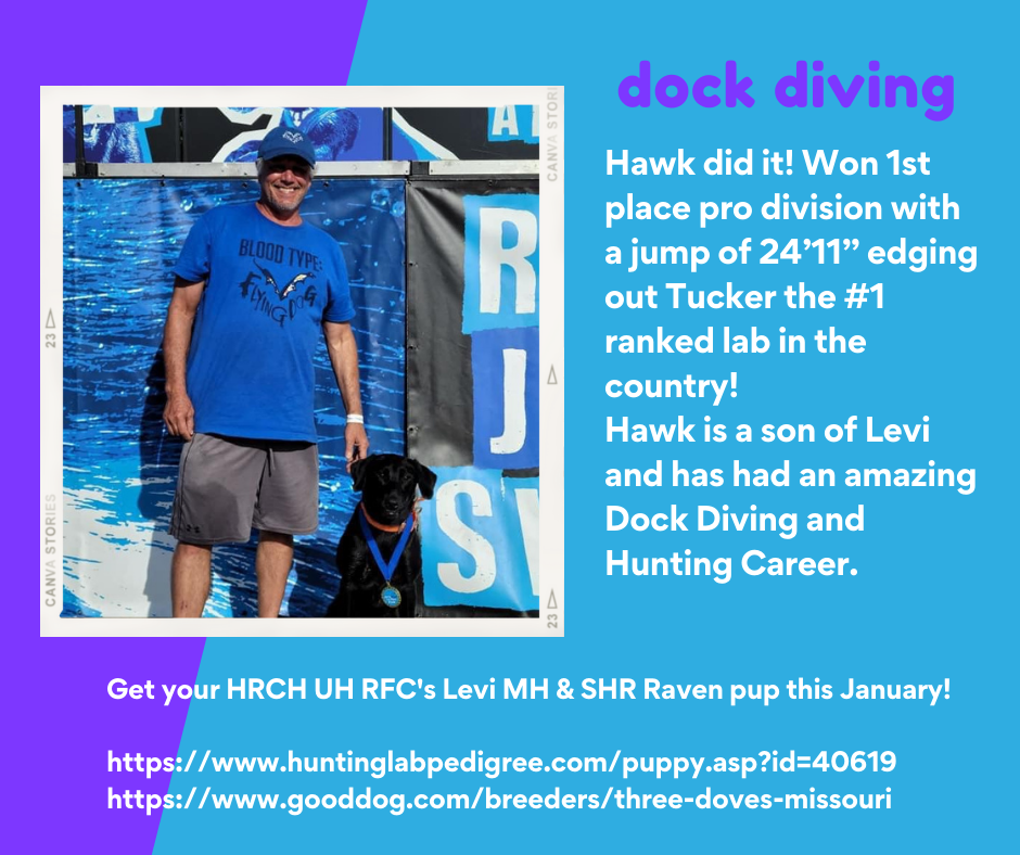 Hawk Dock Diving