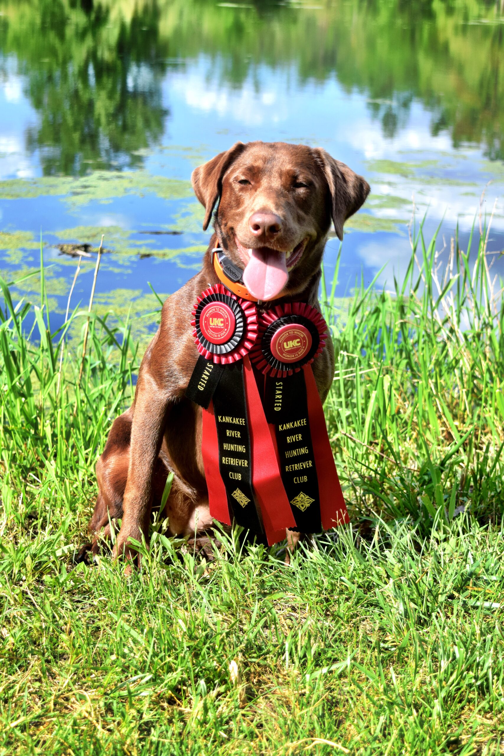 Harness creek outlet retrievers