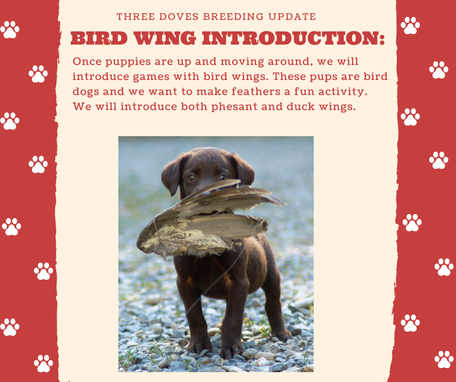 Lab Bird Wing Introduction