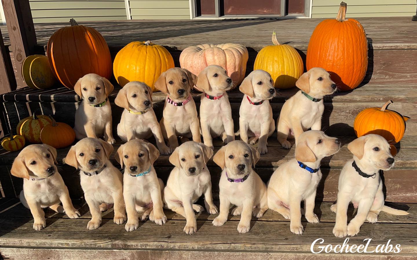 yellow lab puppy culture