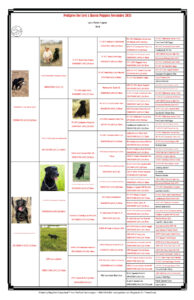 Pedigree of Levi and Raven puppies