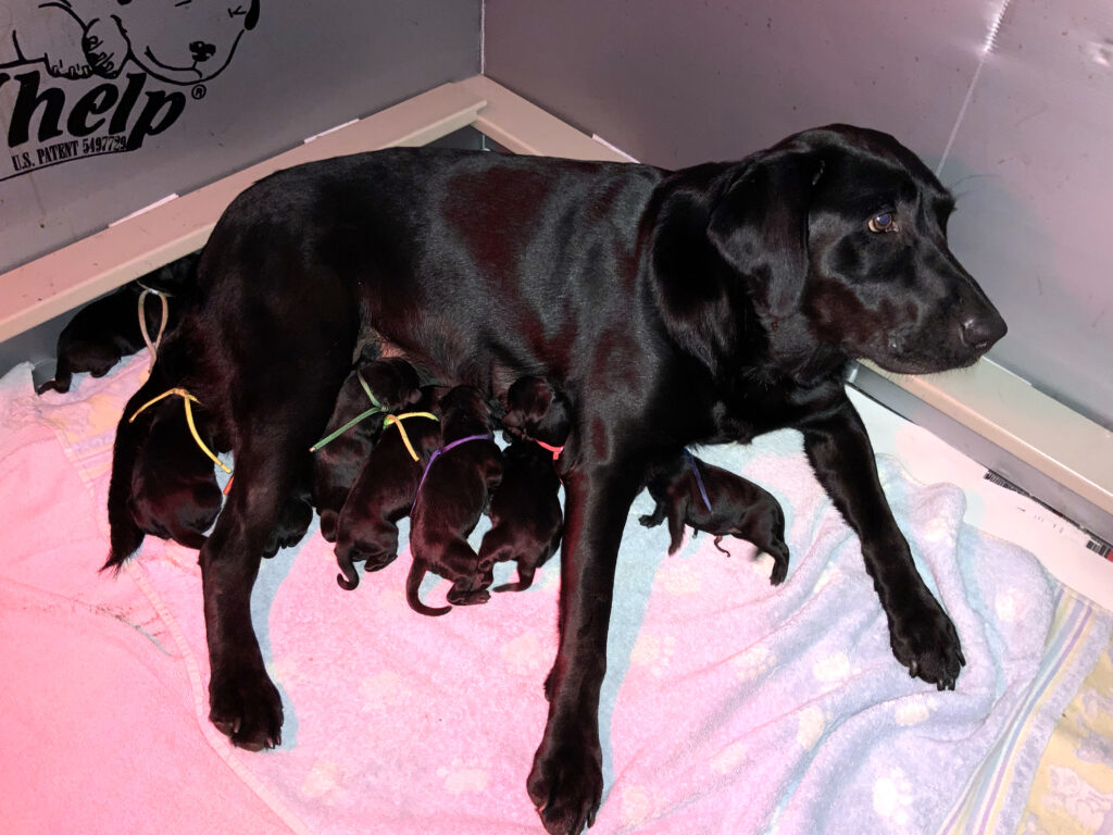 Raven and Her Eclipse Litter