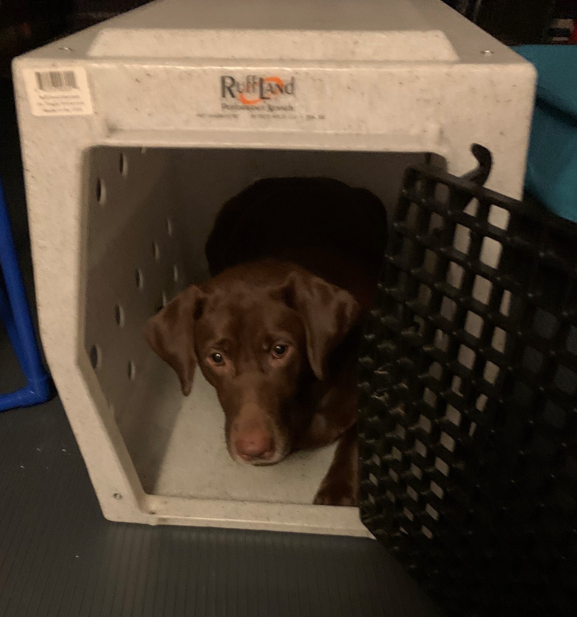 jynx laying in kennel
