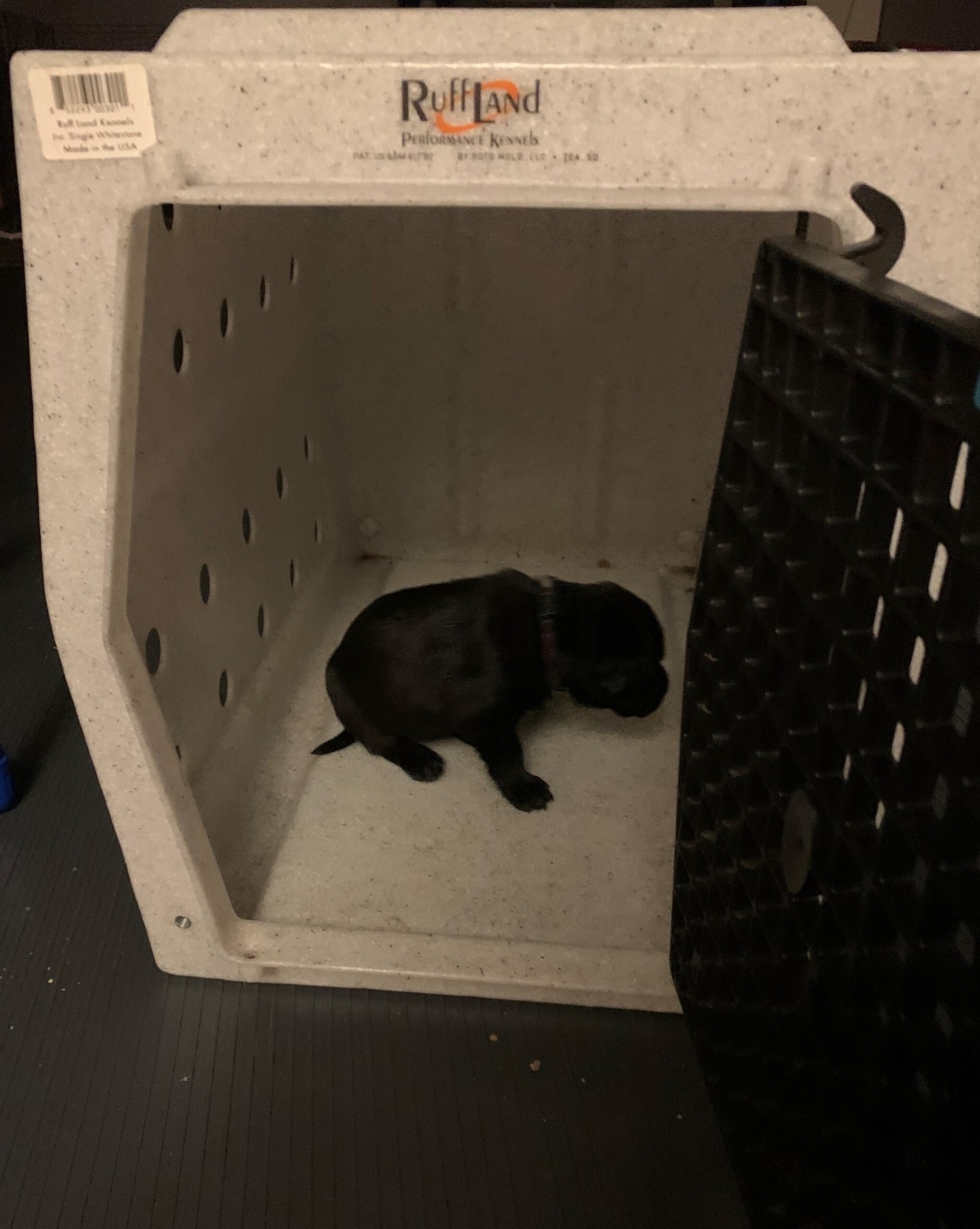 Pup in kennel