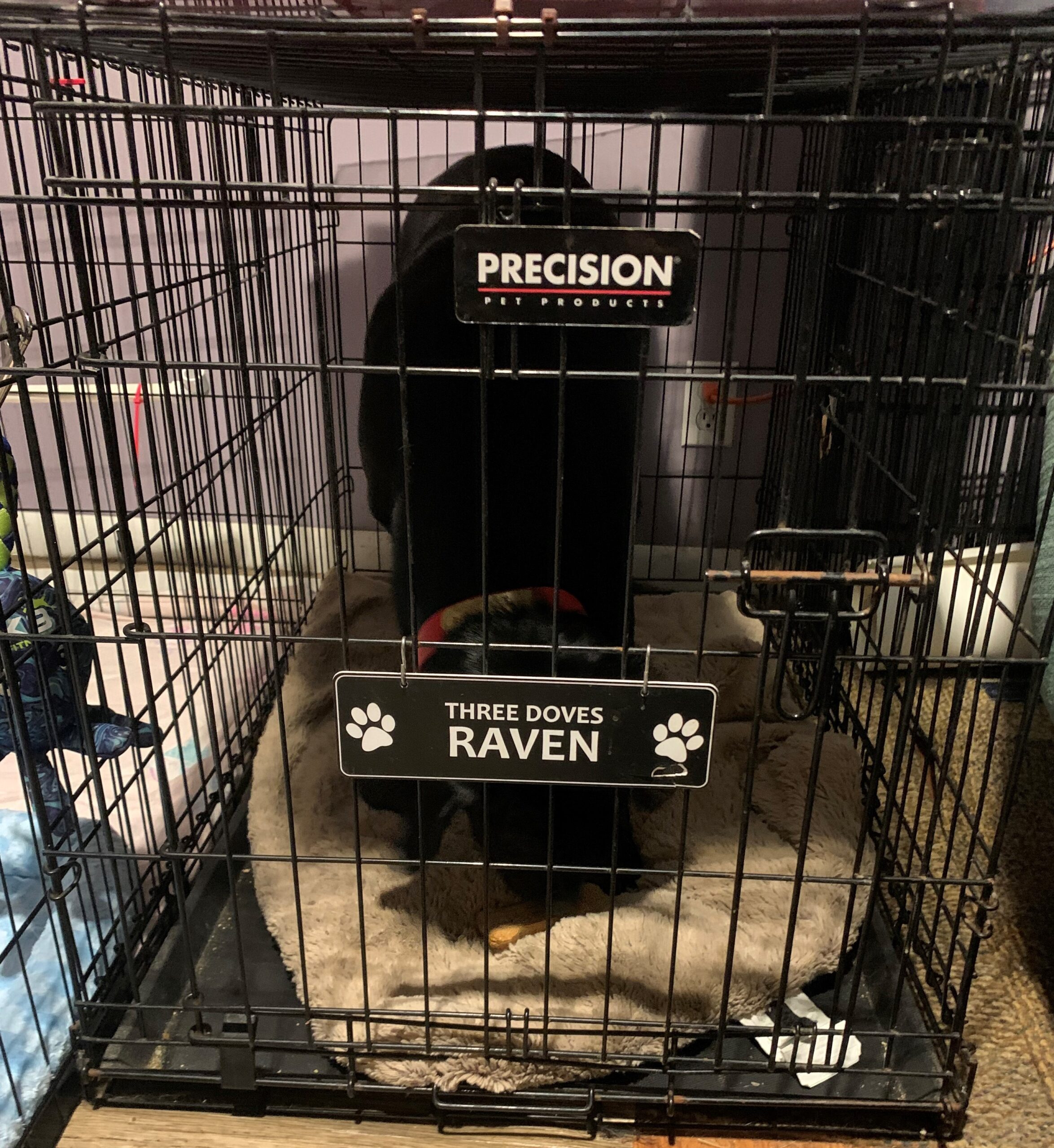 raven in crate