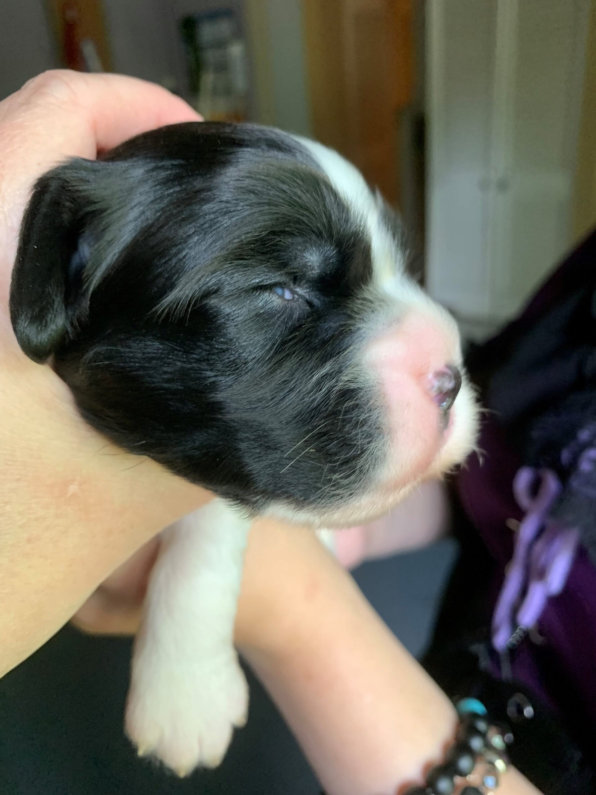 Our black and white red collar girl opened her eyes first at 2 weeks.