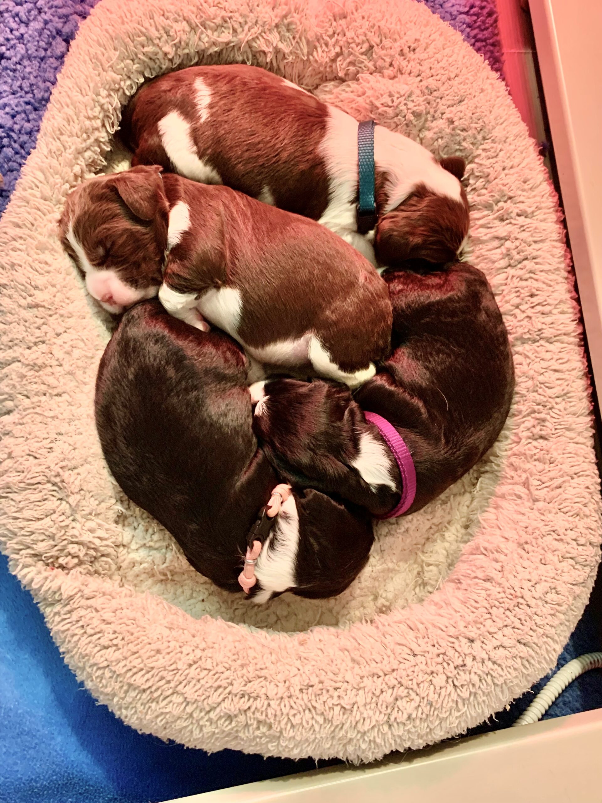 Puppies in order: LW Male, LW Female blue, BWF Purple, BWF Pink. (Red is eating with mom)