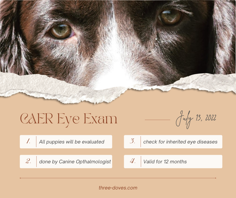 Seedlings CAER Eye Exam