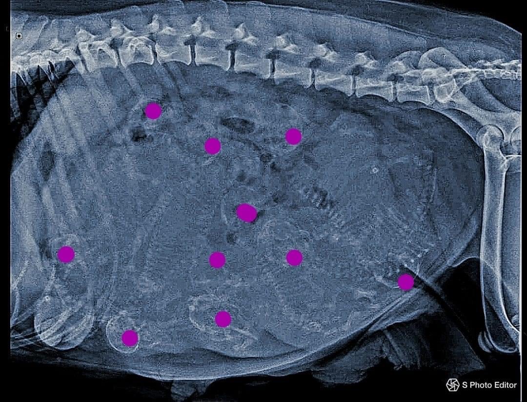 Raven’s Pregnancy XRay ThreeDoves