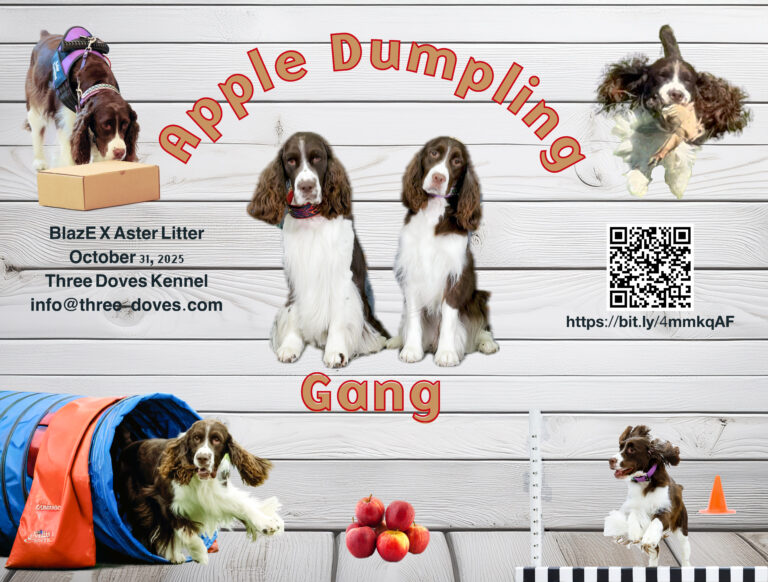 BlazE x Aster Puppy Ad 2