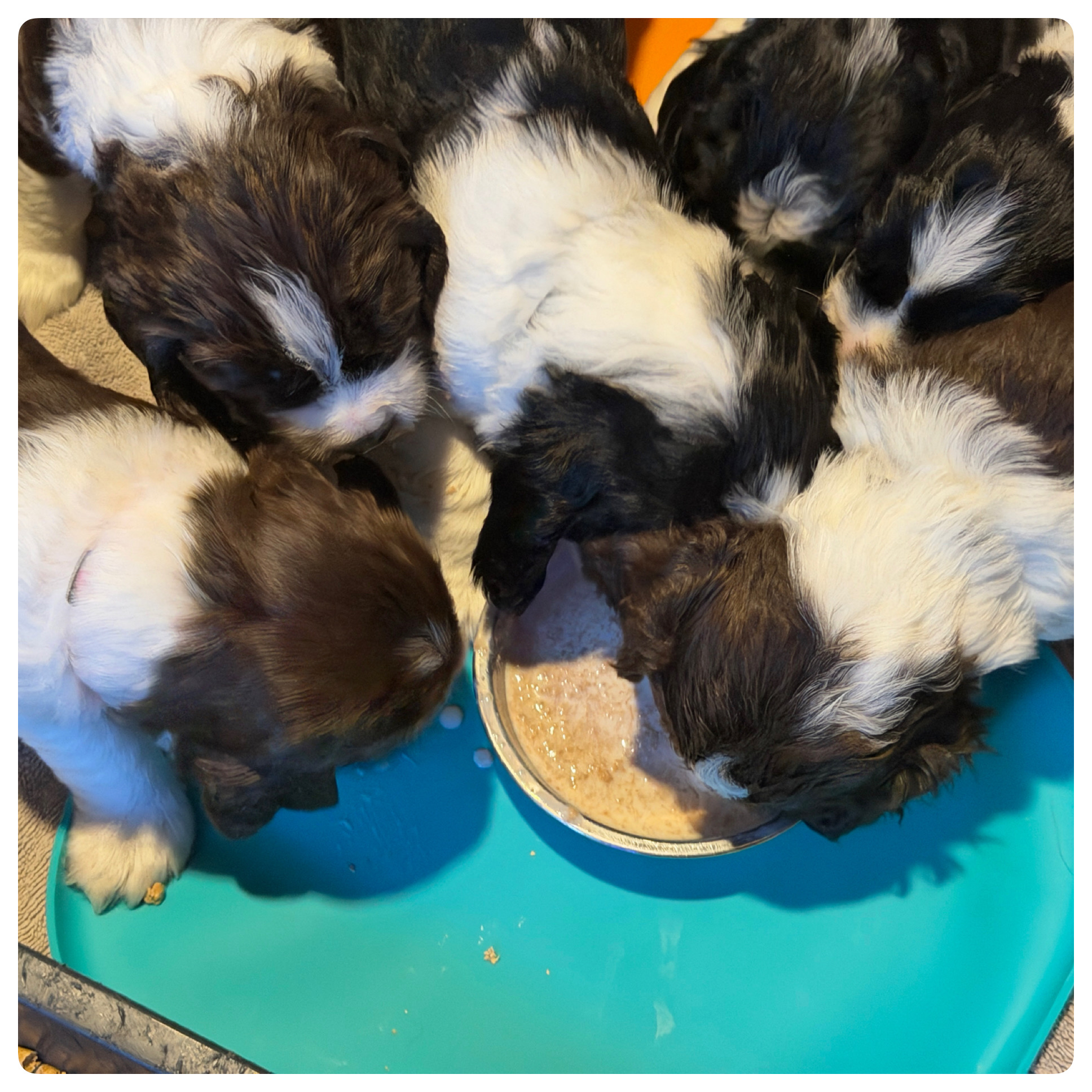 First solid meal. We call it 'puppy mush' — soaked kibble blended with warm formula into a soupy gruel. The technique needs work.