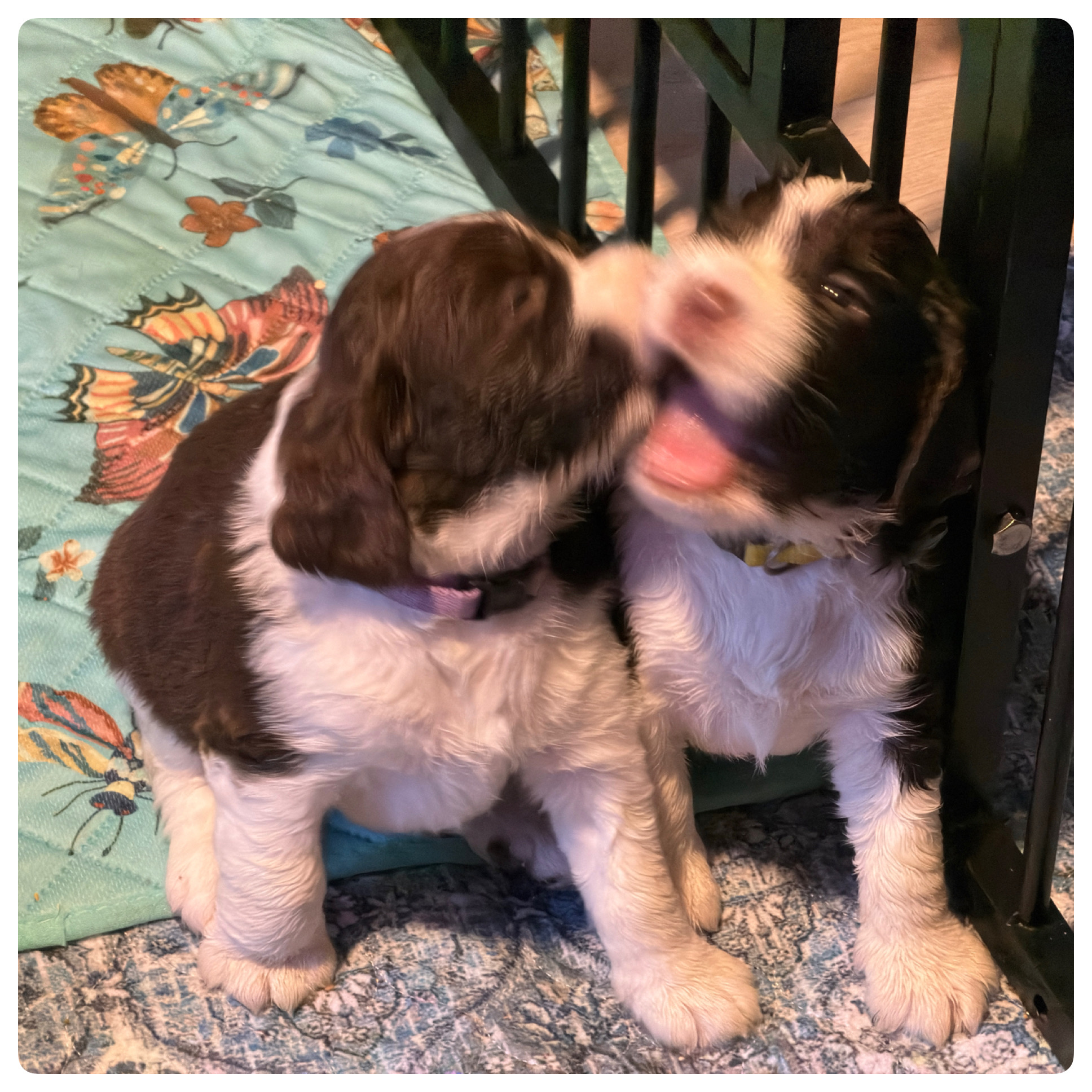 Bite inhibition class is in session. Looks like chaos; it's actually the most important schooling these puppies will get.
