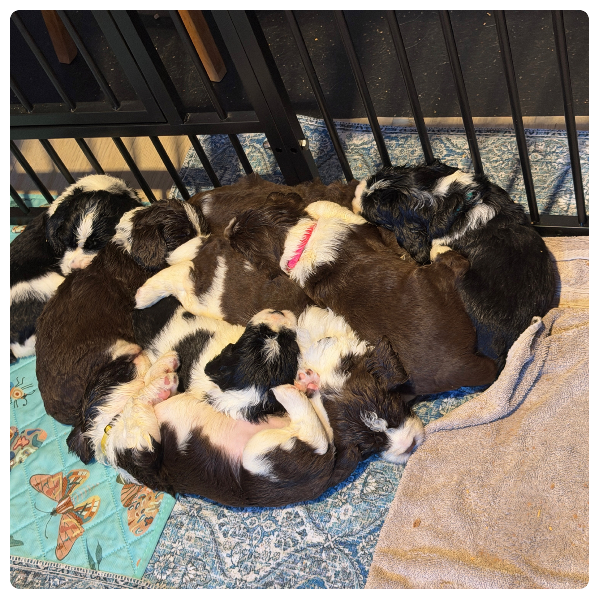 The other side of the first solid meal: eight puppies face-down in a food coma. Eat, wrestle, sleep, repeat — the whole job of being four weeks old.