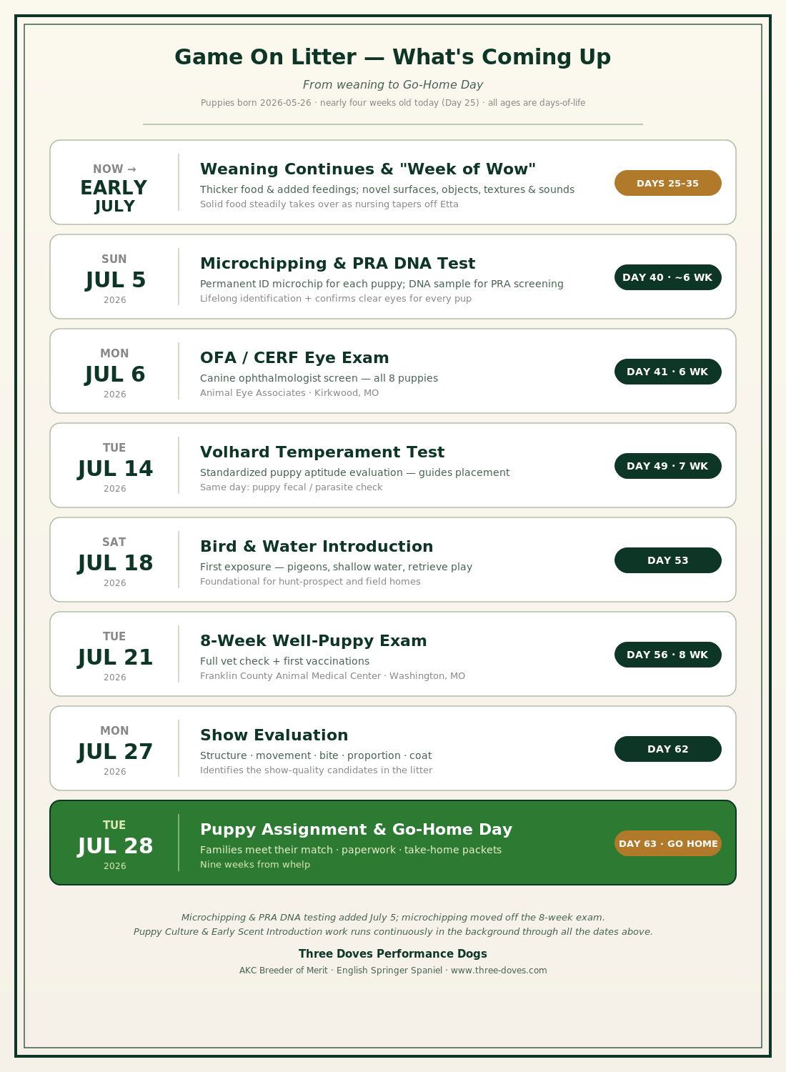 Game On Litter — What's Coming Up: the schedule from weaning and the Week of Wow through the eye exam, temperament test, bird & water intro, wellness exam, show evaluation, and Go-Home Day on July 28.
