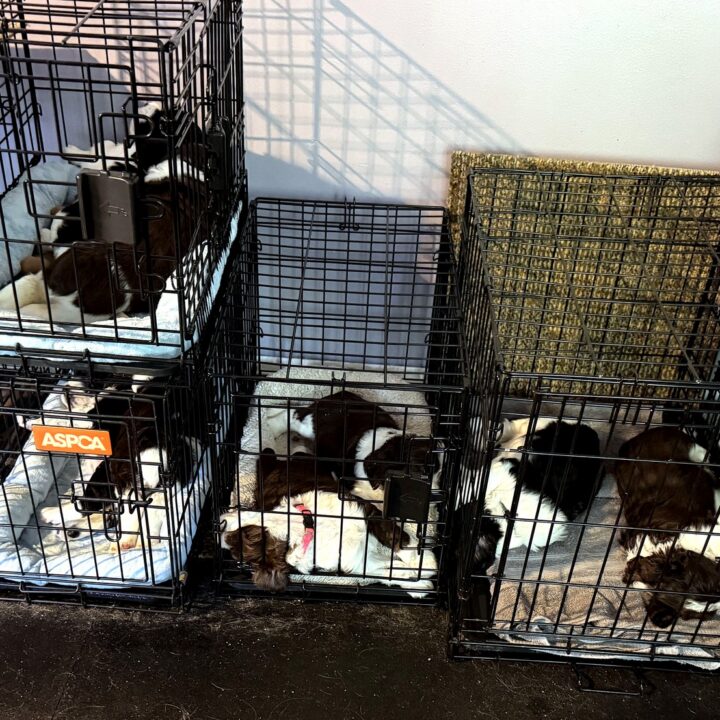 Game On litter puppies resting in open wire crates