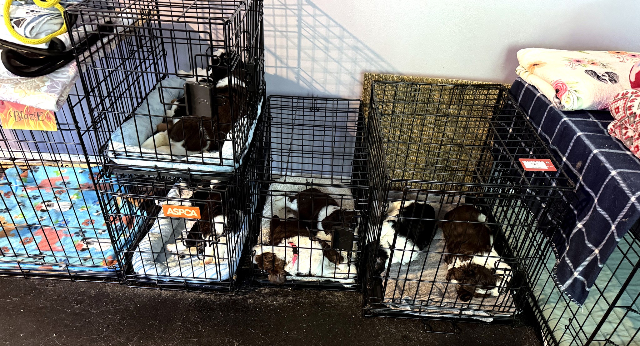 Game On litter puppies resting in open wire crates