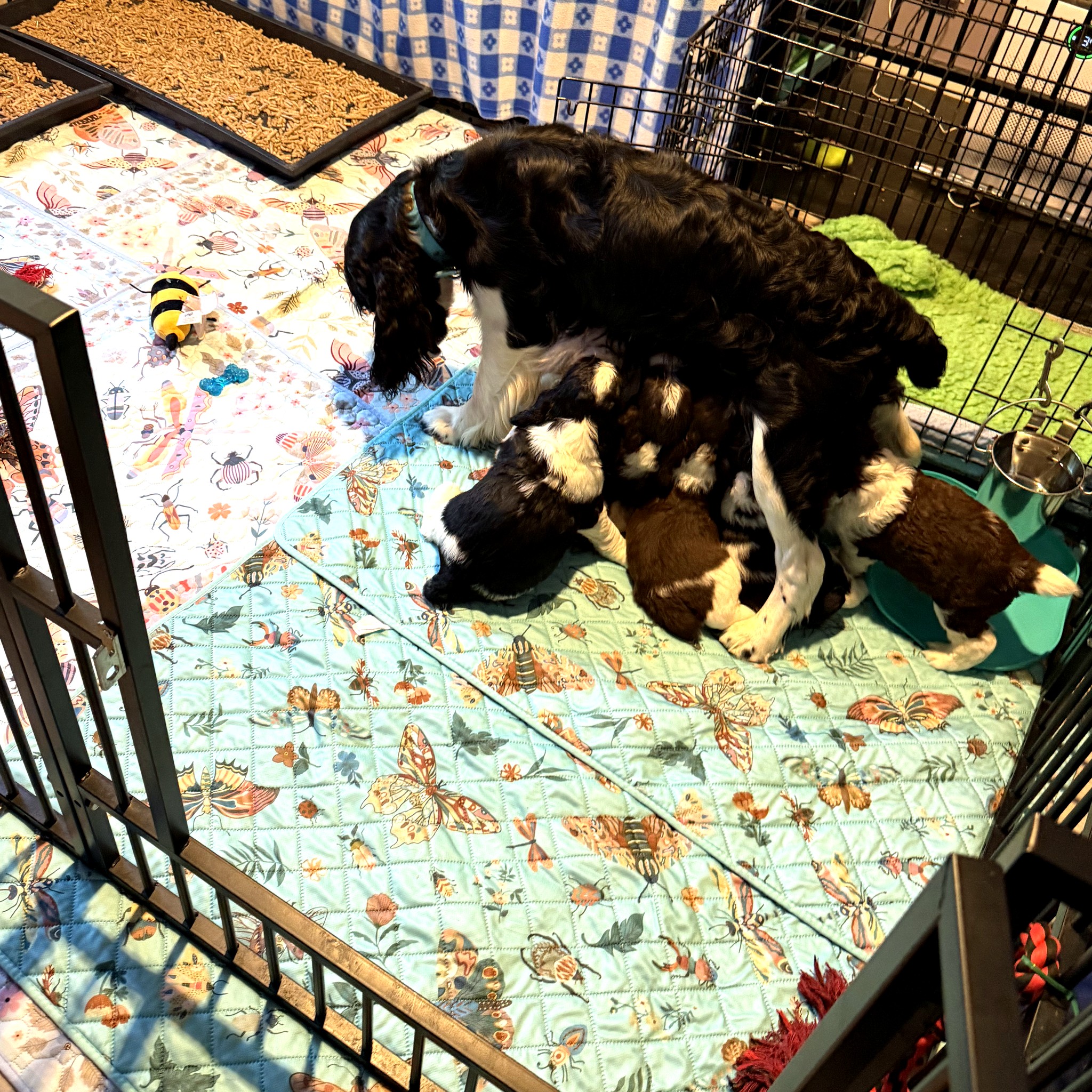 Five-week-old Game On litter piled together