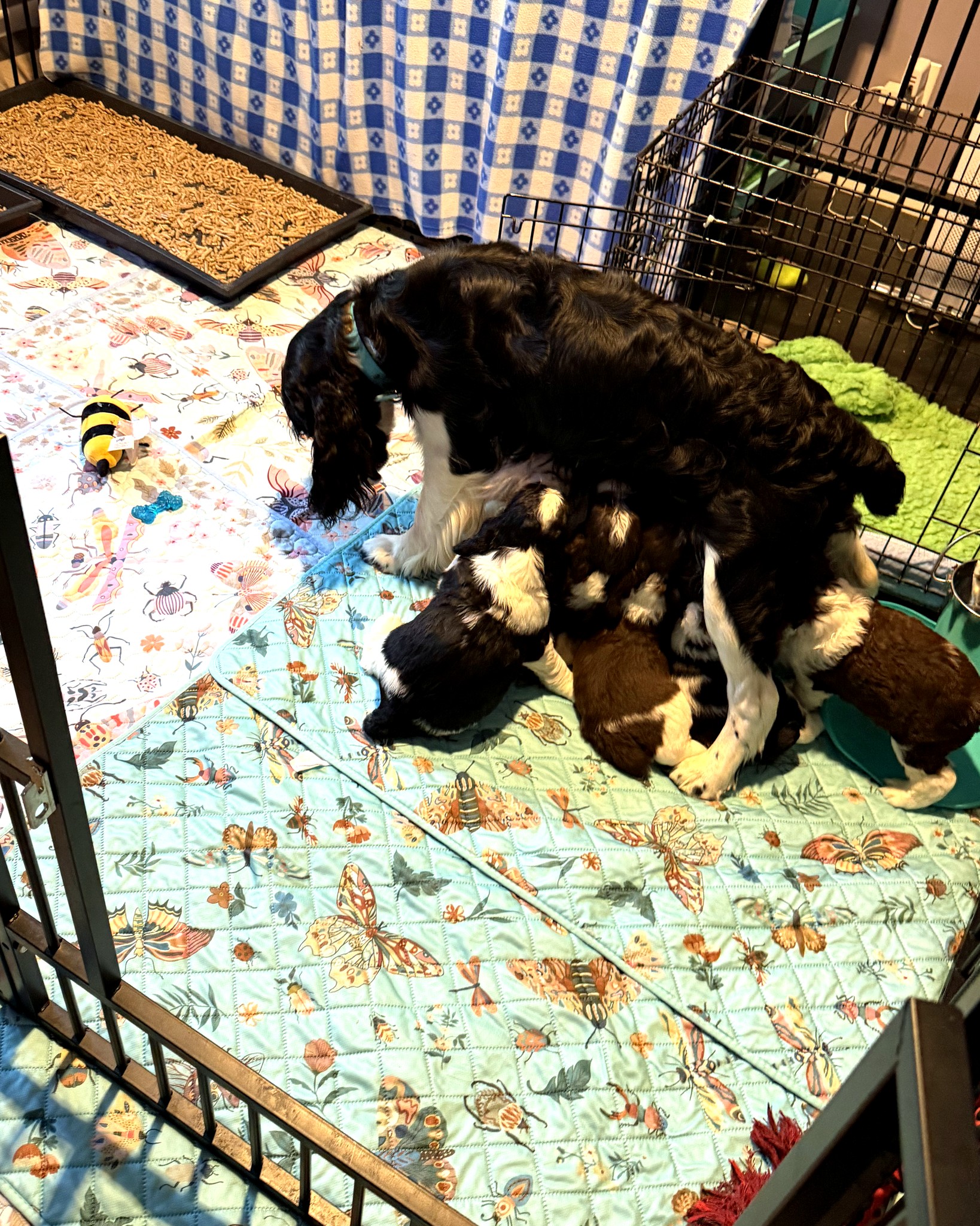 Five-week-old English Springer Spaniel puppies playing in the pen