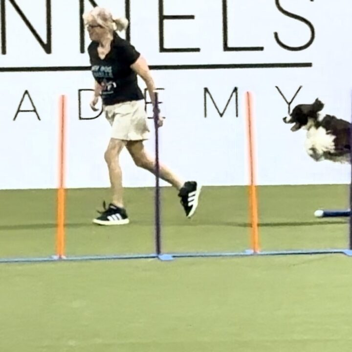 BlazE, a liver-and-white English Springer Spaniel, airborne over a jump on the turf agility course at WestInn Kennels while Terra runs alongside