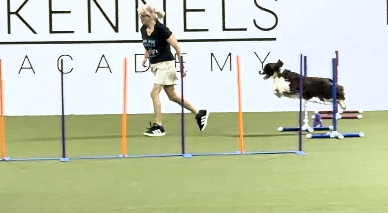 BlazE, a liver-and-white English Springer Spaniel, airborne over a jump on the turf agility course at WestInn Kennels while Terra runs alongside