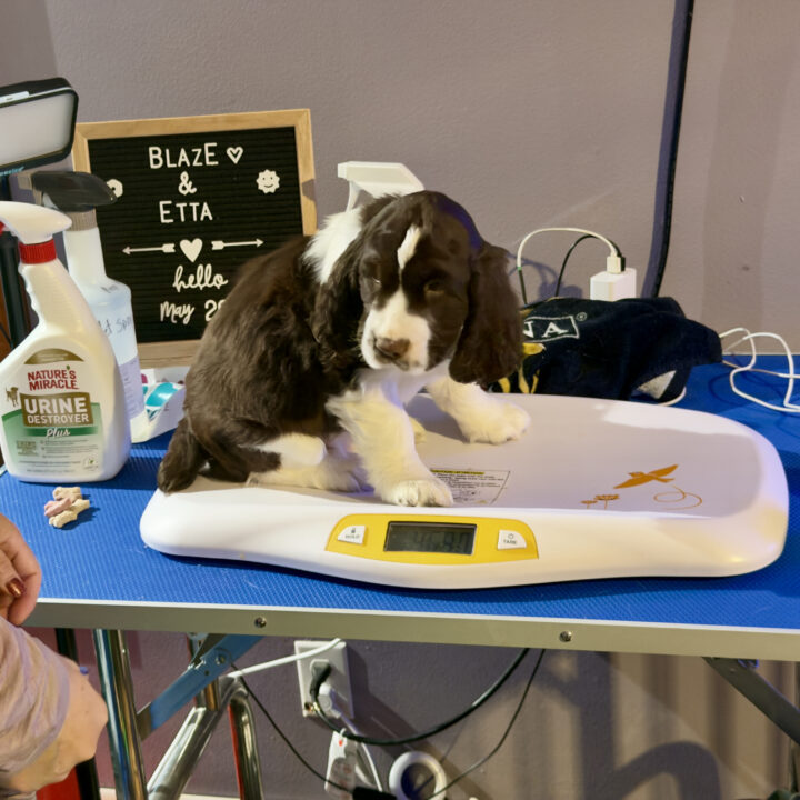 Tracker, a liver-and-white English Springer Spaniel puppy, on a digital scale at his seven-week weigh-in.