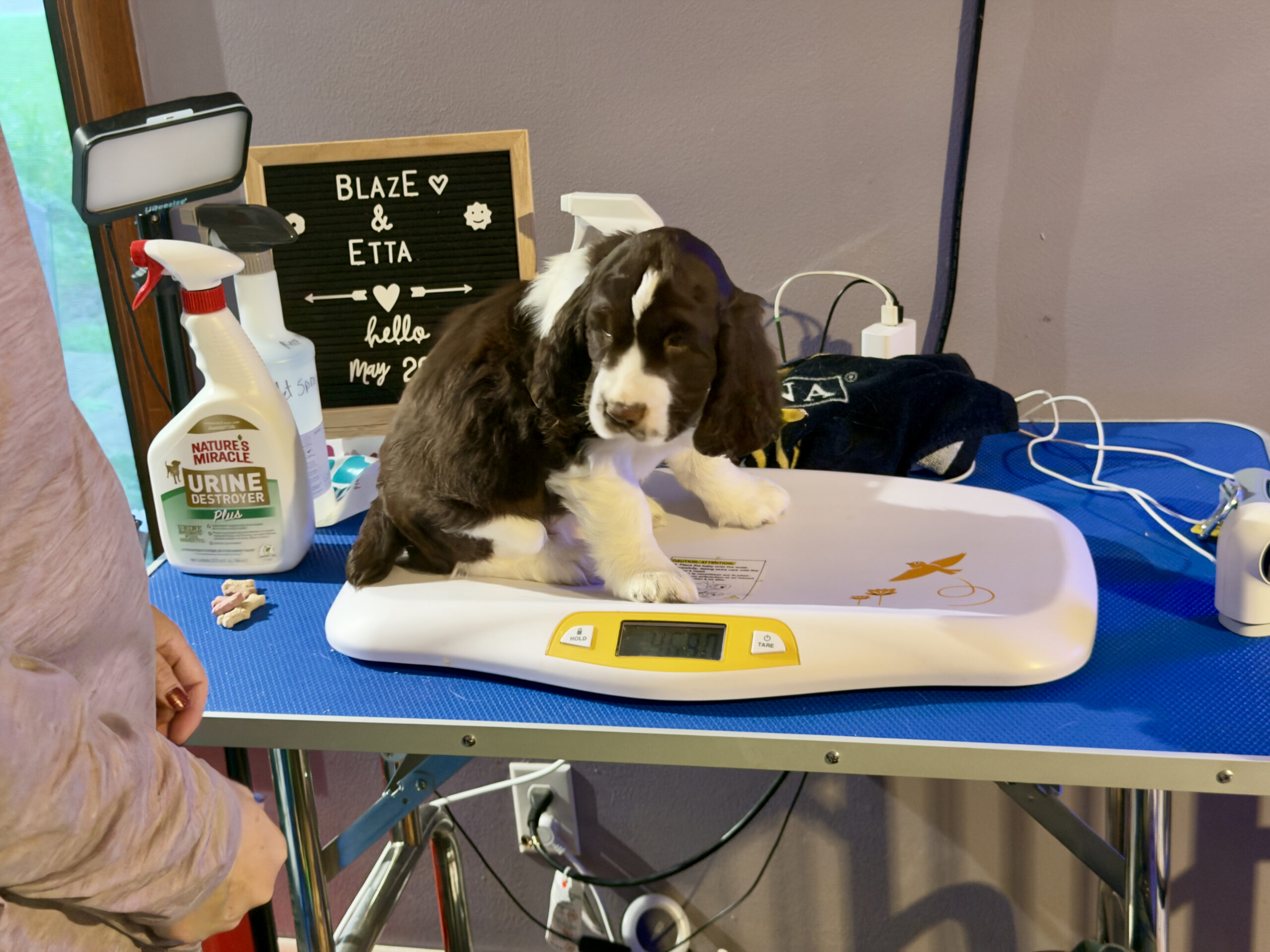 Tracker, a liver-and-white English Springer Spaniel puppy, sitting on a digital baby scale at his seven-week weigh-in, with a BlazE & Etta letter board in the background.