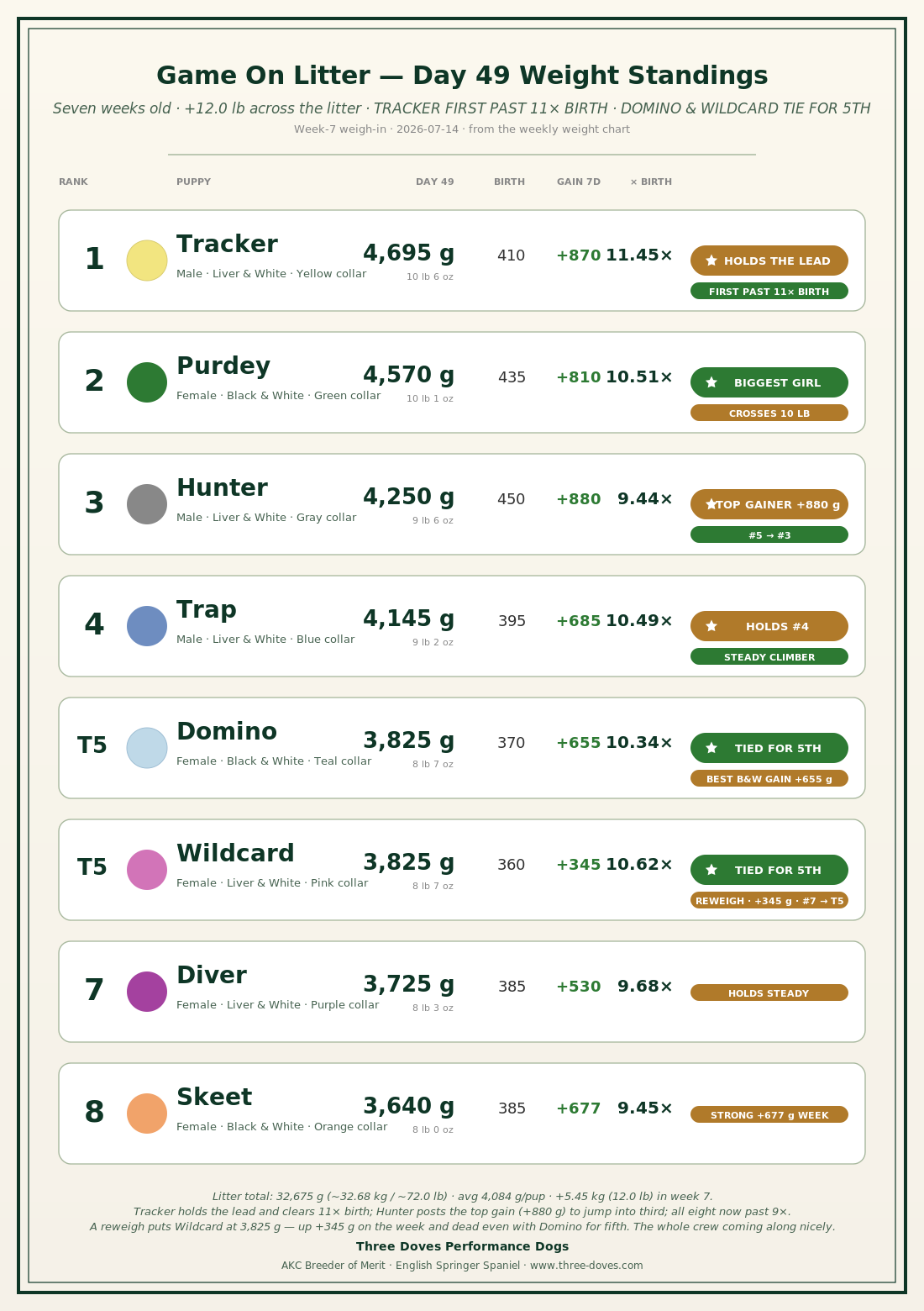 Game On Litter Day 49 weight standings — all eight puppies ranked by seven-week weight, with seven-day gain and multiple of birth weight.
