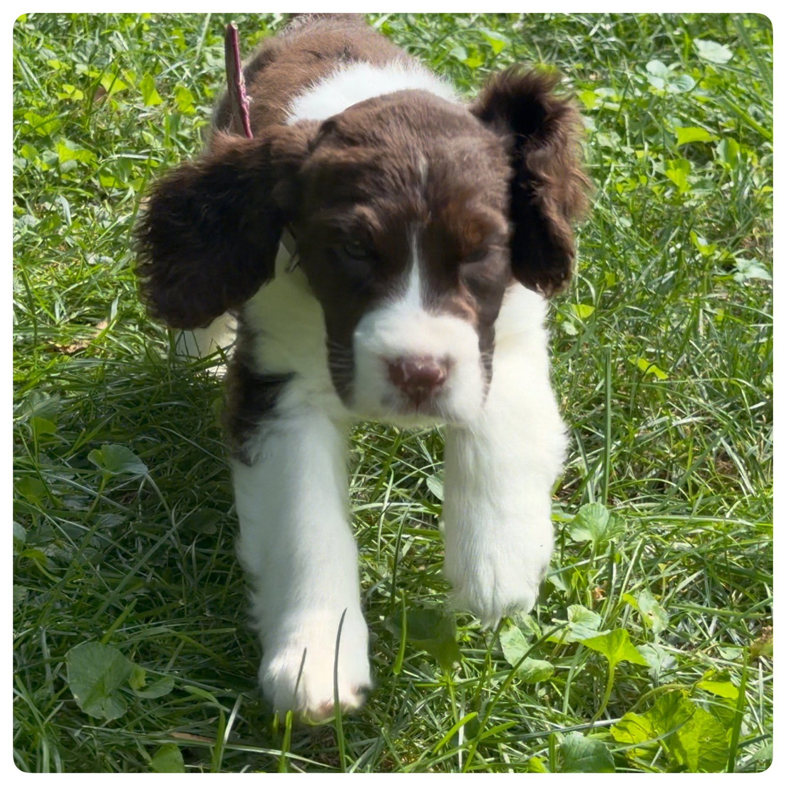 Diver, the purple-collar liver and white English Springer Spaniel puppy, at seven weeks old.