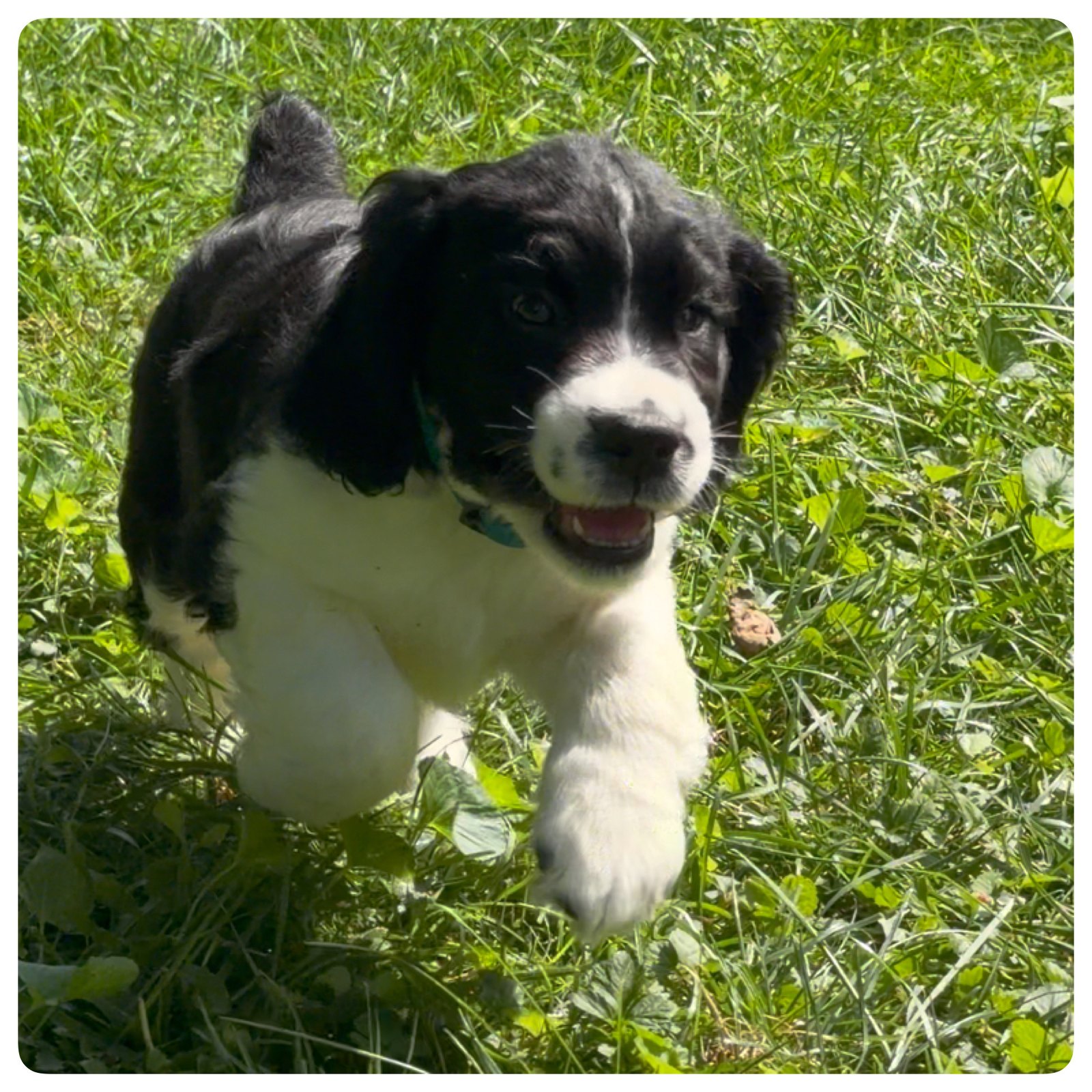 Domino, the teal-collar black and white English Springer Spaniel puppy, at seven weeks old.