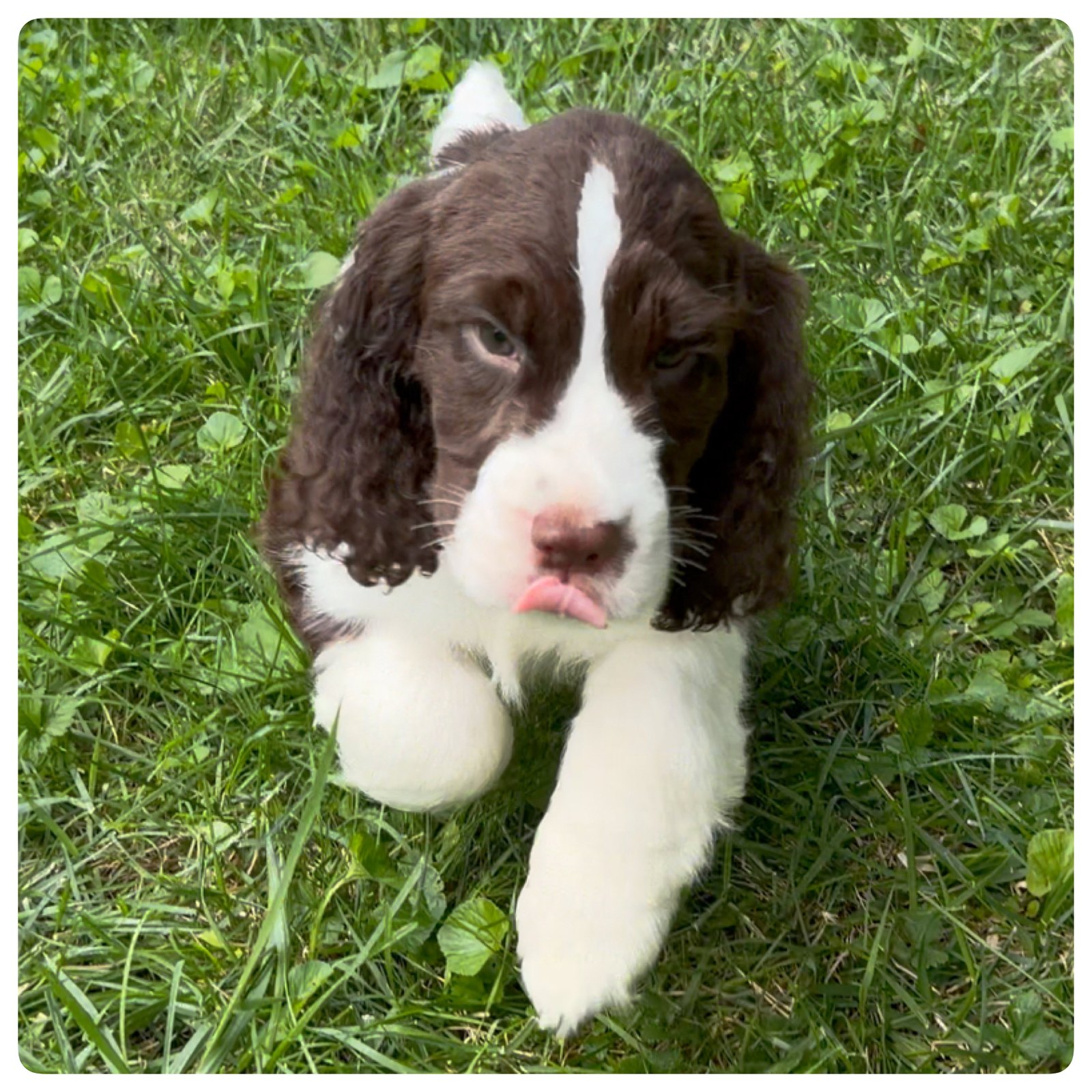 Hunter, the gray-collar liver and white English Springer Spaniel puppy, at seven weeks old.