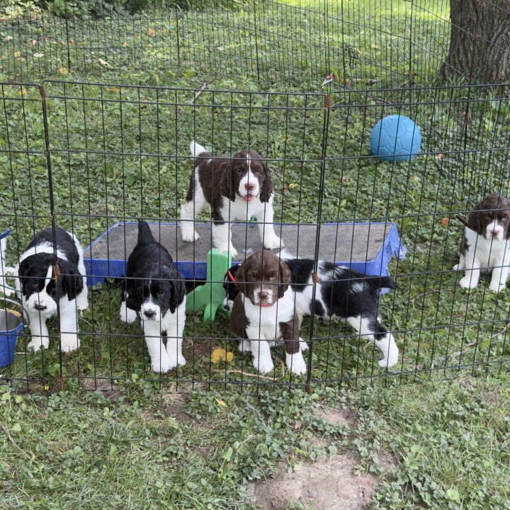 All eight Game On litter English Springer Spaniel puppies at seven weeks old in the grass.