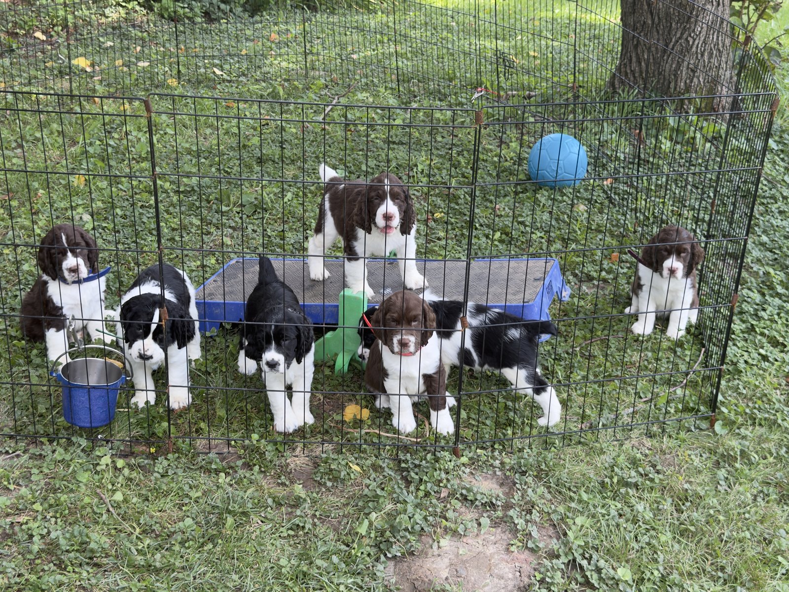 All eight Game On litter English Springer Spaniel puppies at seven weeks old in the grass.