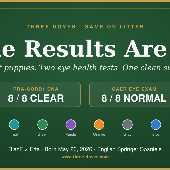 Three Doves Game On litter health results: 8 of 8 Clear for PRA-Cord1 and Normal on the CAER eye exam.