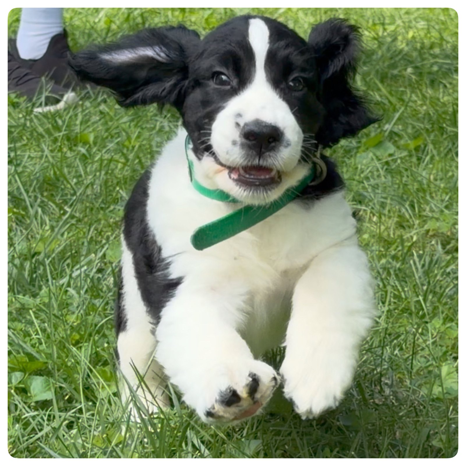 Purdey, the green-collar black and white English Springer Spaniel puppy, running through the grass.