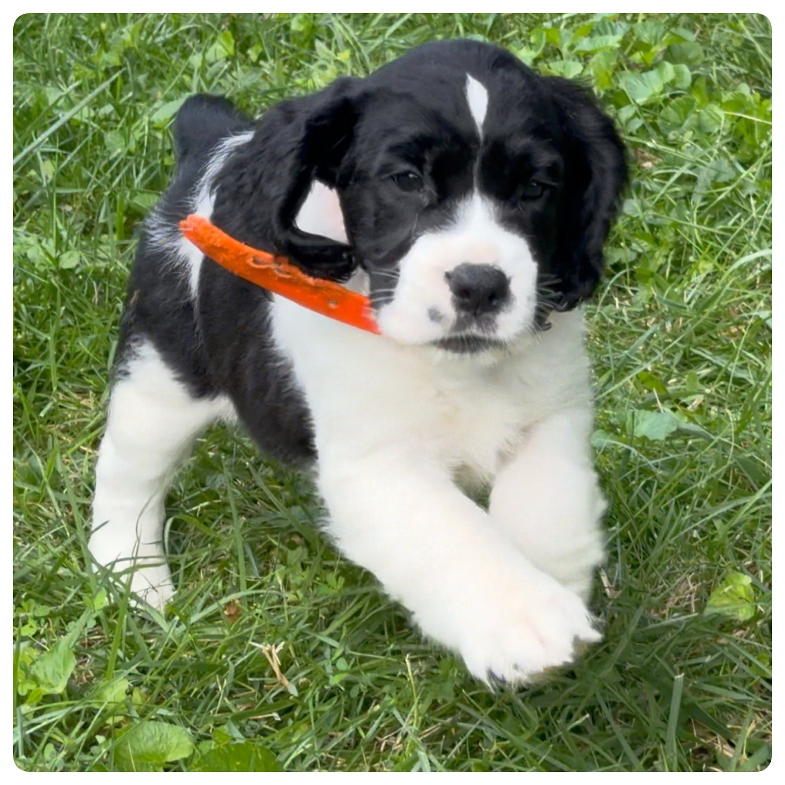 Skeet, the orange-collar black and white English Springer Spaniel puppy, at seven weeks old.