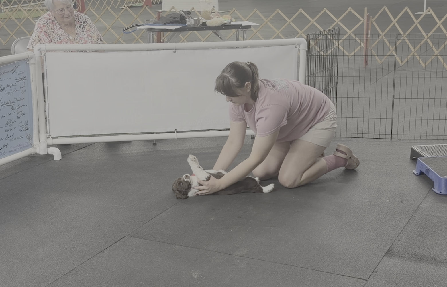 Tester restrains a puppy on its back during the Volhard test.
