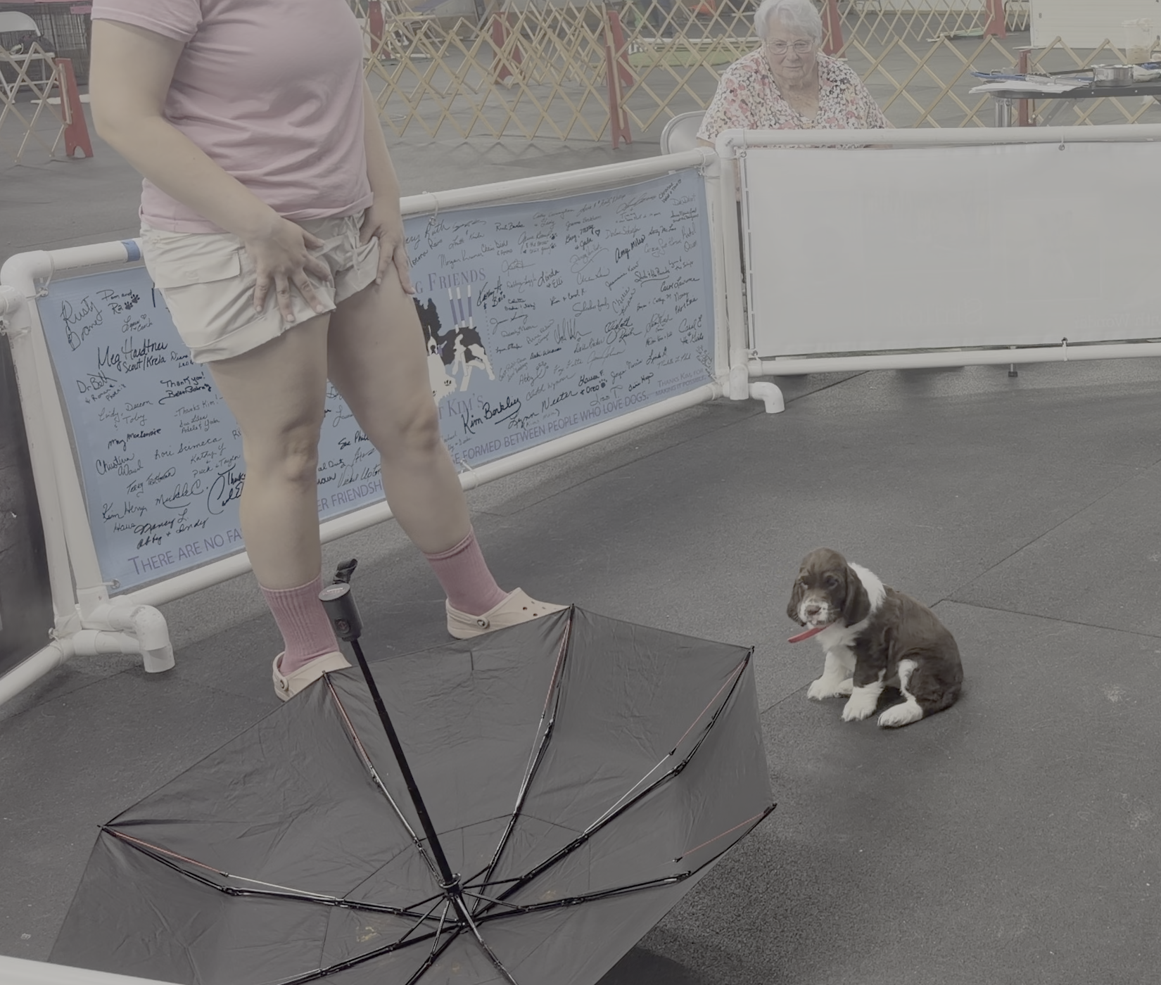 Puppy watches an opened umbrella during the Volhard stability test.