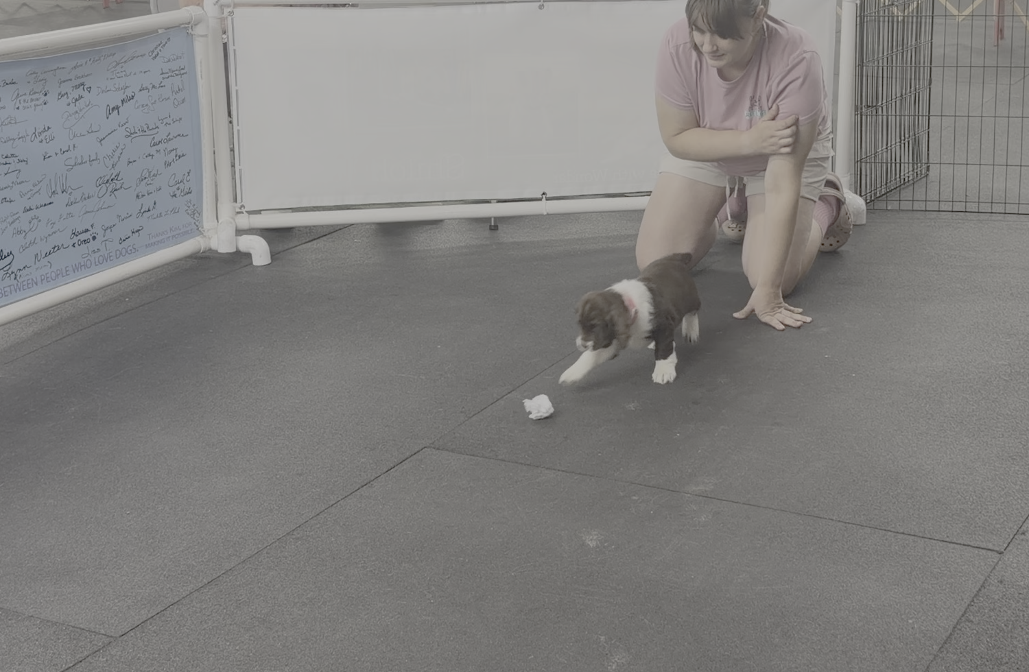 Puppy moves toward a crumpled paper ball during the Volhard retrieve test.