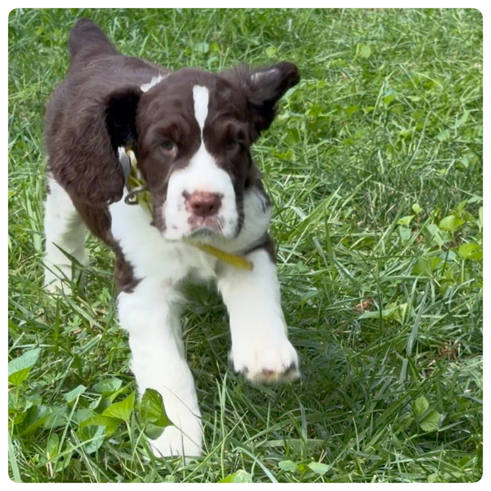 Tracker, the yellow-collar liver and white English Springer Spaniel puppy, at seven weeks old.