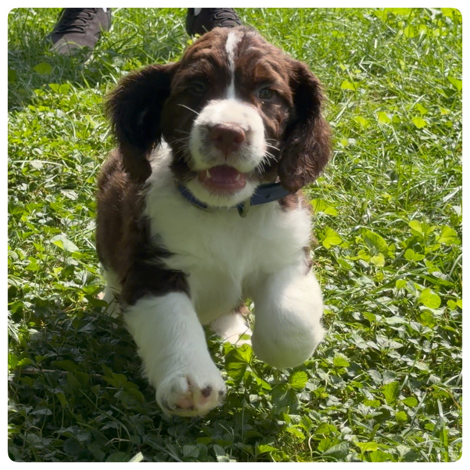 Trap, the blue-collar liver and white English Springer Spaniel puppy, at seven weeks old.