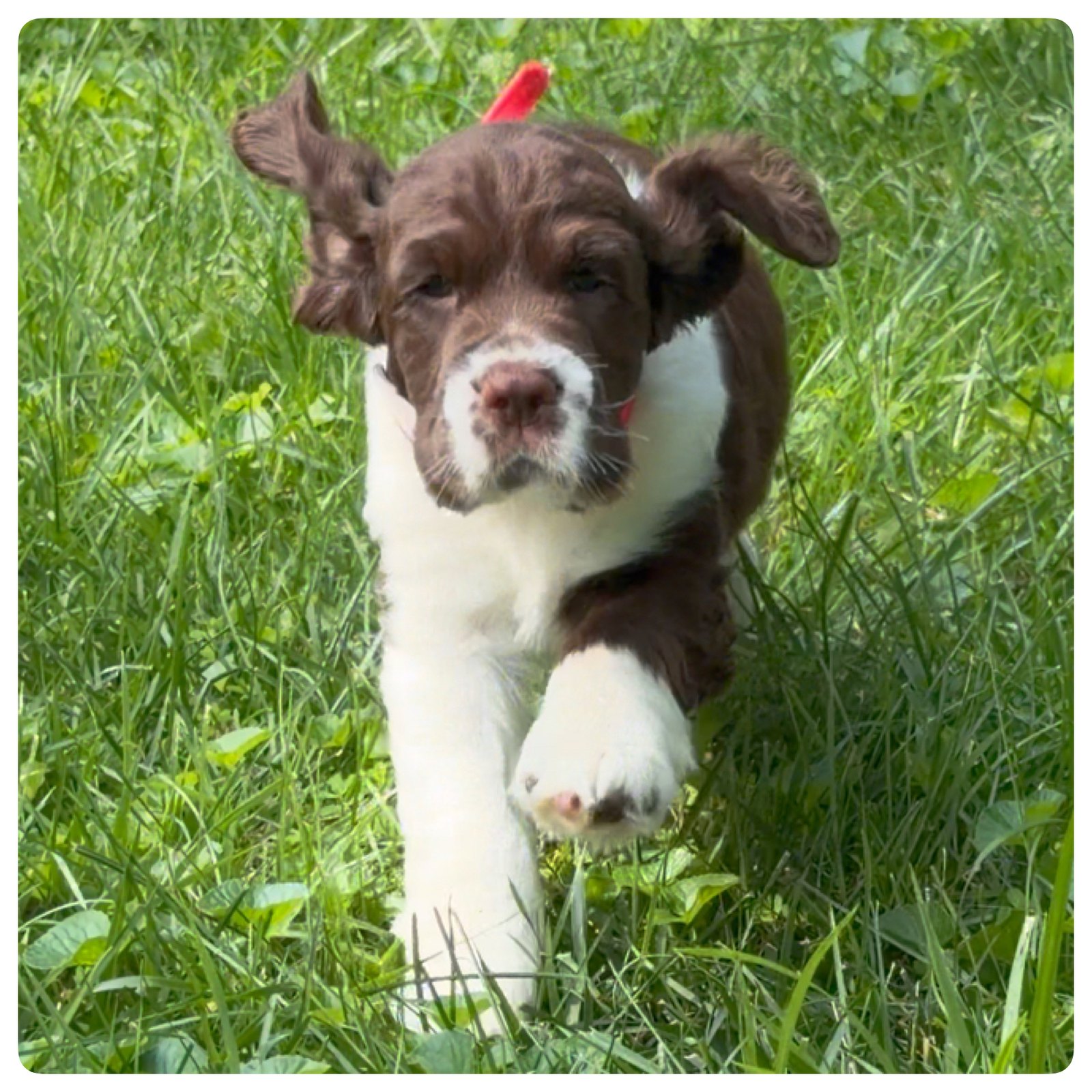 Wildcard, the pink-collar liver and white English Springer Spaniel puppy, at seven weeks old in the grass.