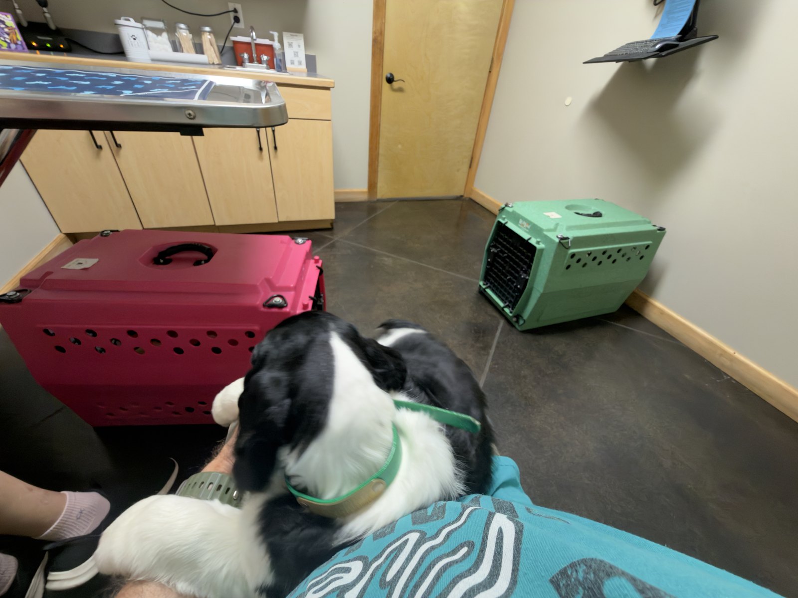 A black-and-white Springer Spaniel puppy resting on a lap in the exam room, with two travel crates on the floor.