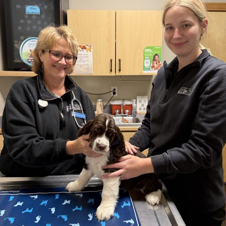 Dr. Nicole Morhaus, DVM and a veterinary technician at Franklin County Animal Medical Center holding a liver-and-white English Springer Spaniel puppy on the exam table.