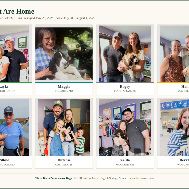 All eight Game On litter puppies pictured with their new families